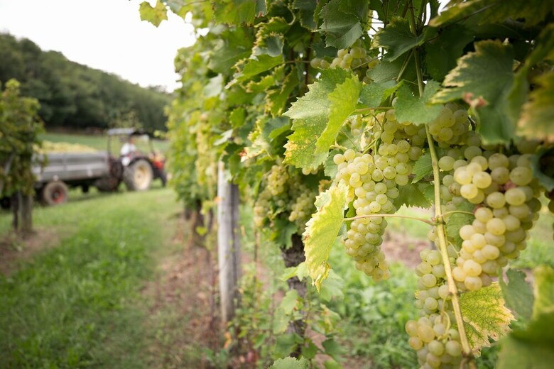 Agroturismo Il Roncal Wine Resort