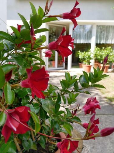 Hostal Pension Haus Friederike