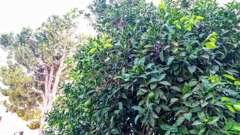 Ertem Apart