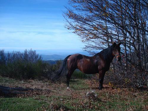 Agroturismo Tenuta Selvaggia