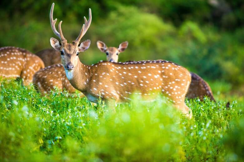 Topan Yala - Air Conditioned Luxury Safari Camp