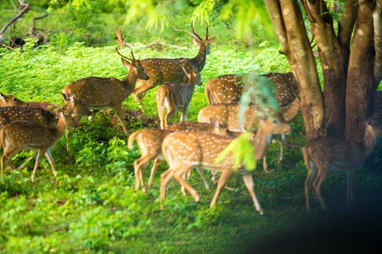 Topan Yala - Air Conditioned Luxury Safari Camp
