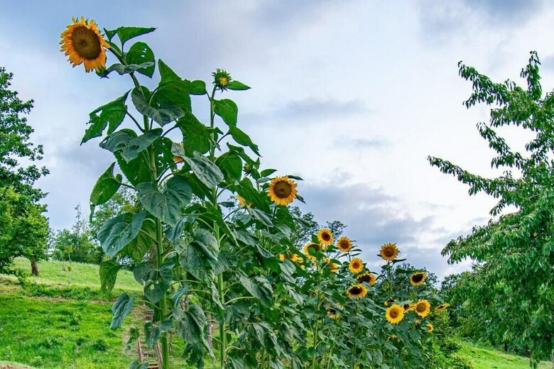 B&B Cascina Sant'elena