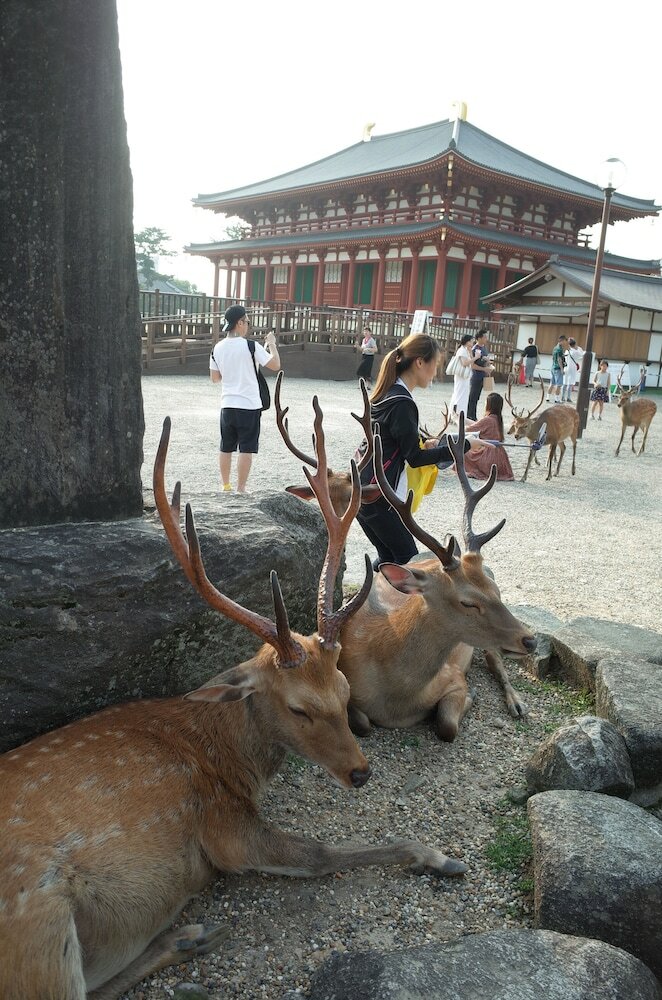 Hostal Bnb+ Sarasa Nara - Hostel