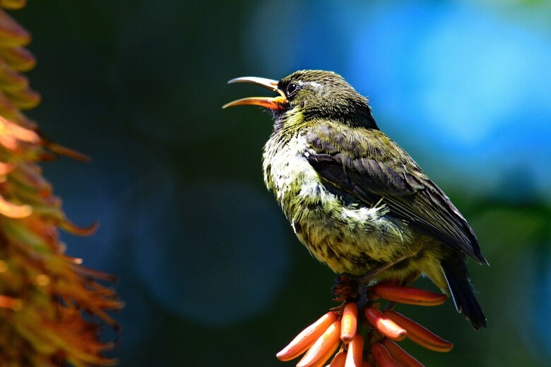 Posada Shamwari Eagles Crag - All Inclusive