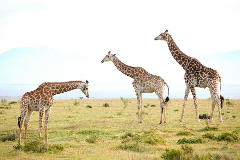 Posada Garden Route Game Lodge
