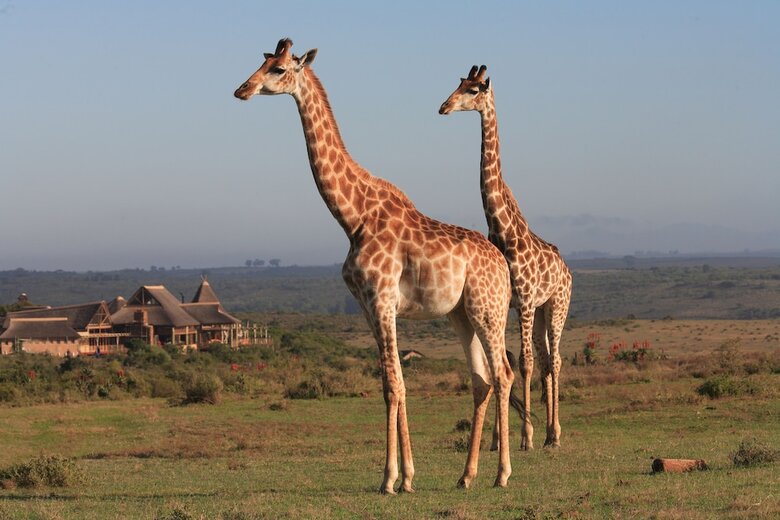Posada Garden Route Game Lodge