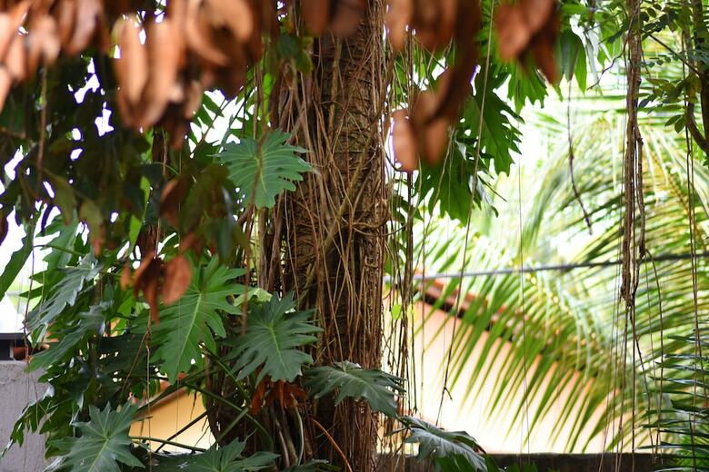 Hostal Ceylon Hostel - Colombo Int Airport