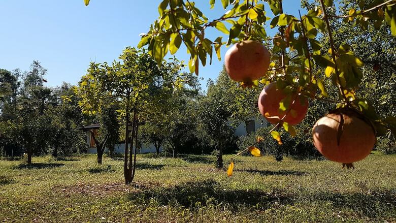 Camping Fico D'india