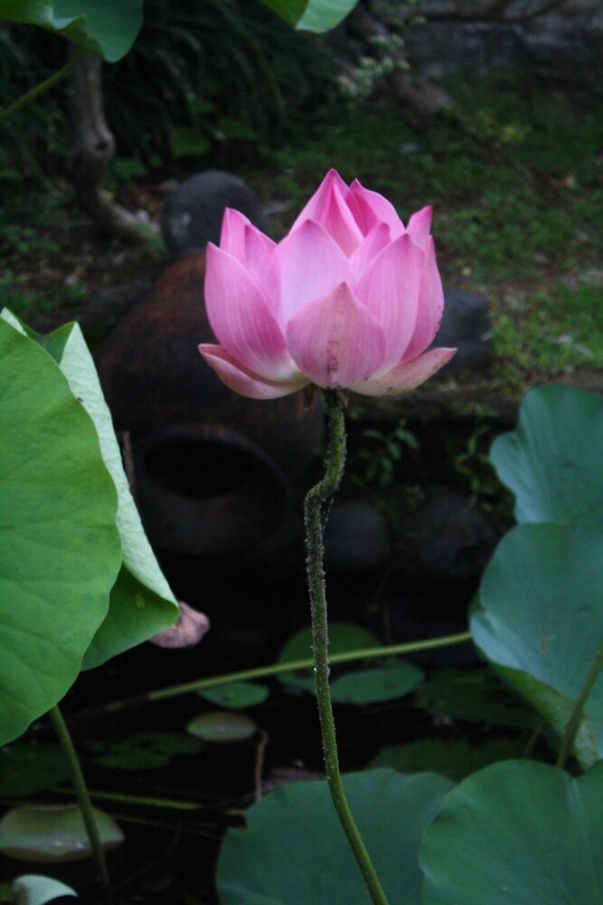 Bed & Breakfast Gunung Paradis Retreat