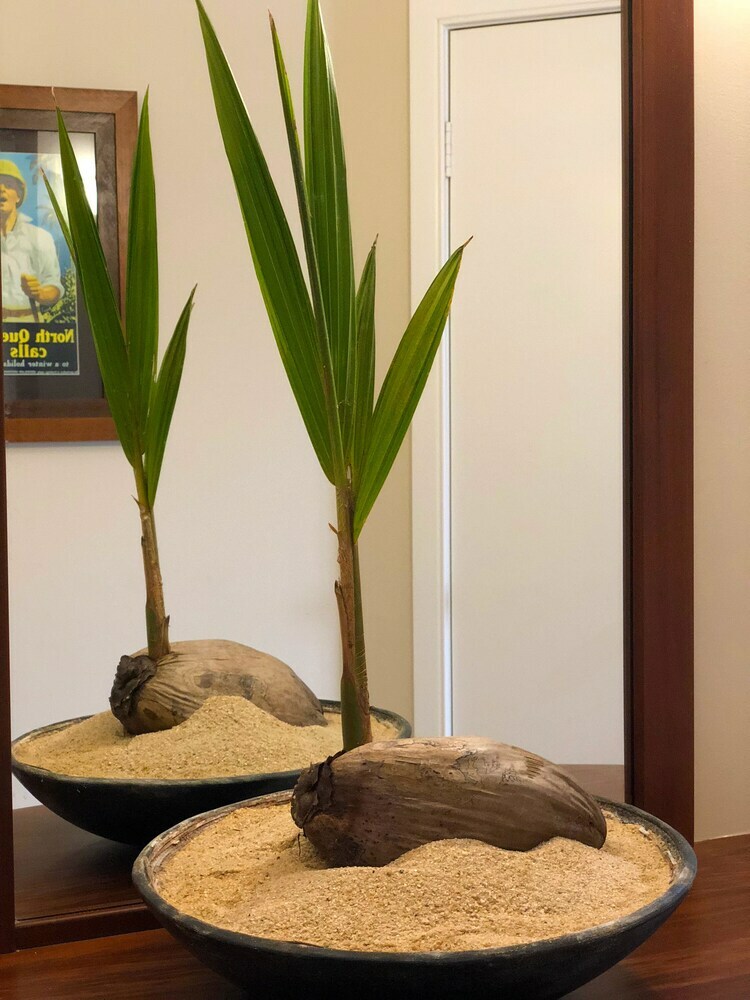 Apartamentos Villa Beach Palm Cove