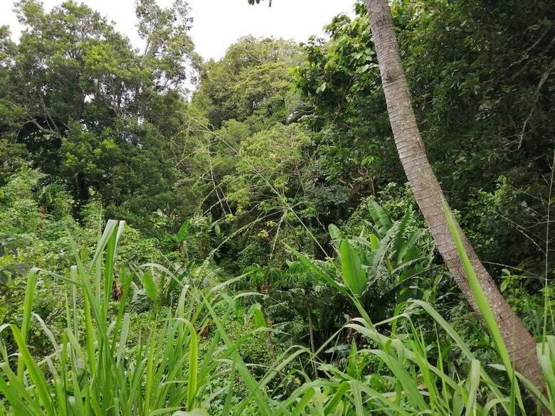 Hostal Jungla De Panama