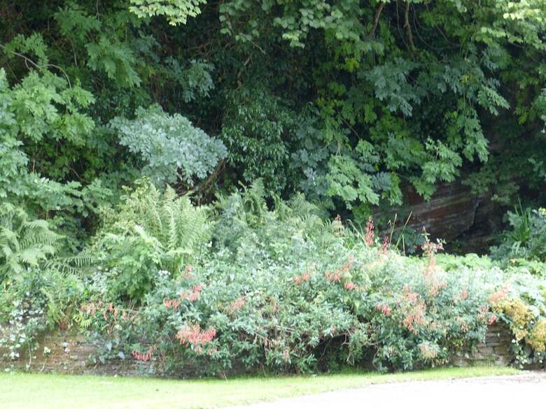 Bed & Breakfast Fedw Farm