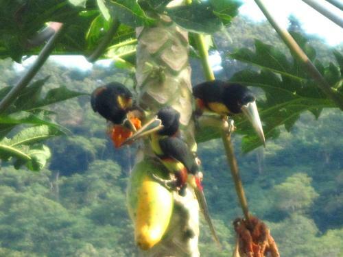 La Candelaria Coffee Farm B&B