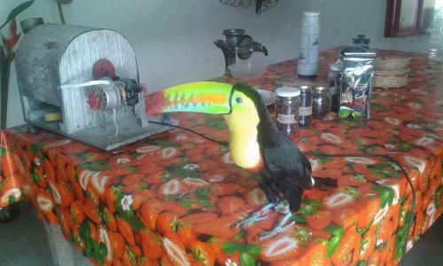 La Candelaria Coffee Farm B&B