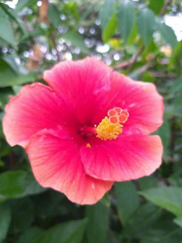 La Candelaria Coffee Farm B&B
