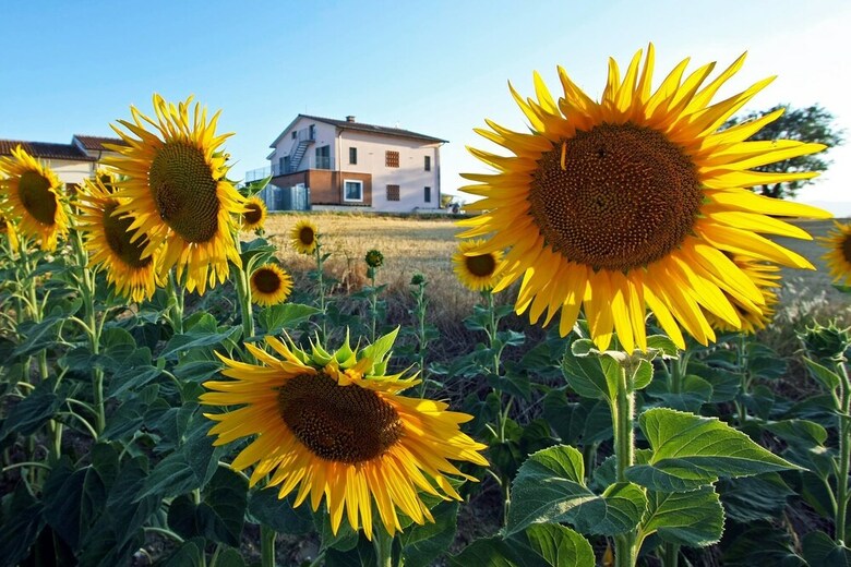 Apartamento La Collina Del Girasole