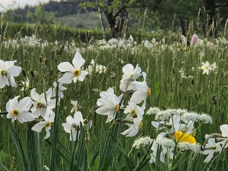 Eco Yourte Les Airelles D'isabelle