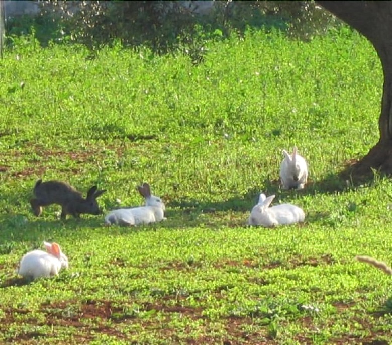 Agroturismo Agritria Di Umberto Anglisani