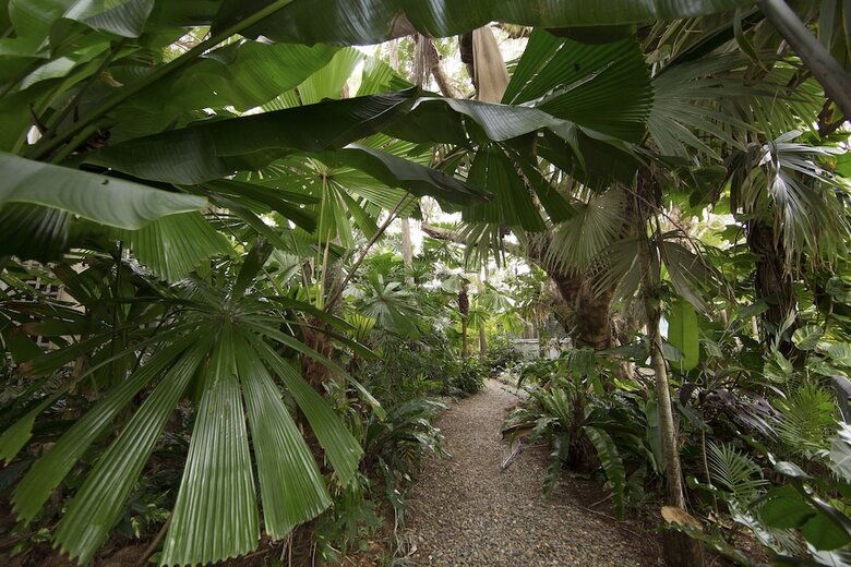 Hotel Castaways Resort & Spa Rainforest
