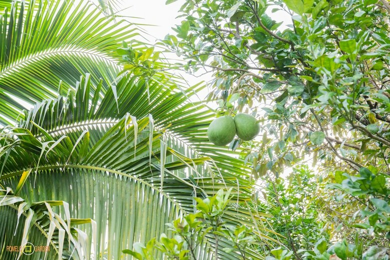 Hotel Phu Quoc Pomelo Garden