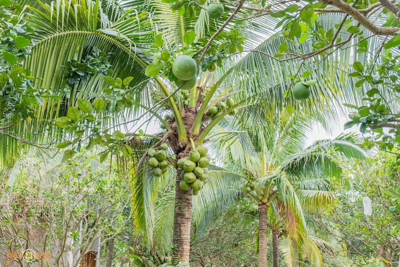Hotel Phu Quoc Pomelo Garden