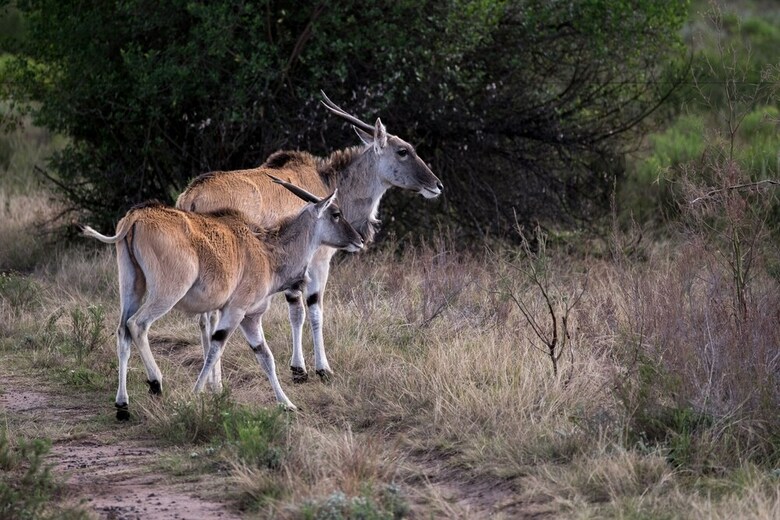 Hotel Plettenberg Bay Game Reserve
