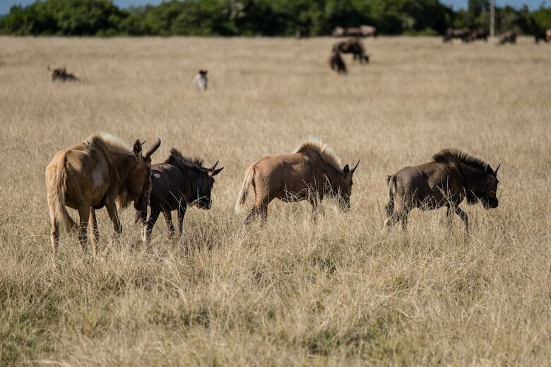 Hotel Plettenberg Bay Game Reserve