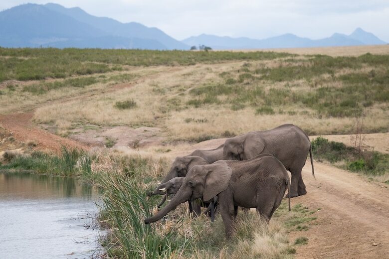 Hotel Plettenberg Bay Game Reserve