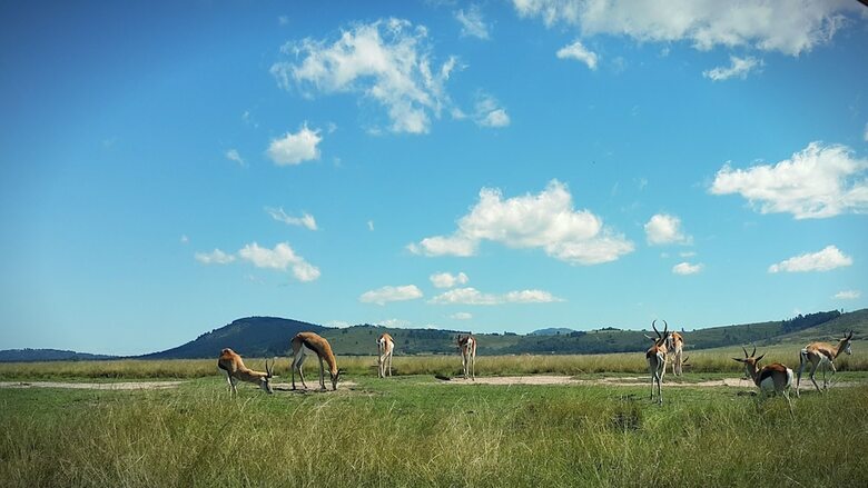 Hotel Plettenberg Bay Game Reserve