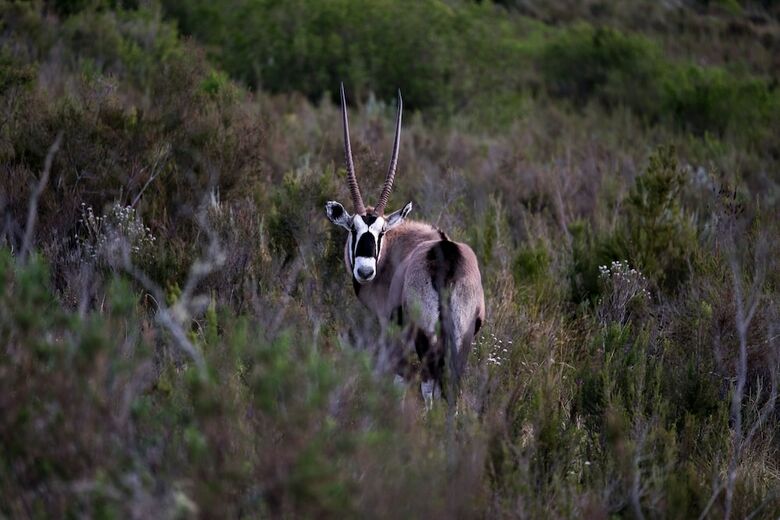 Hotel Plettenberg Bay Game Reserve