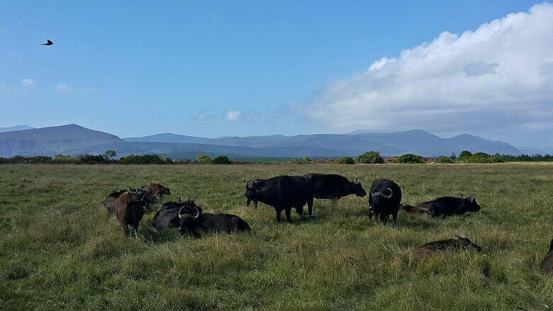 Hotel Plettenberg Bay Game Reserve