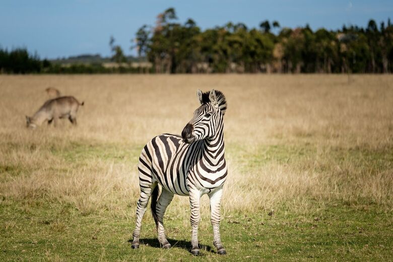 Hotel Plettenberg Bay Game Reserve