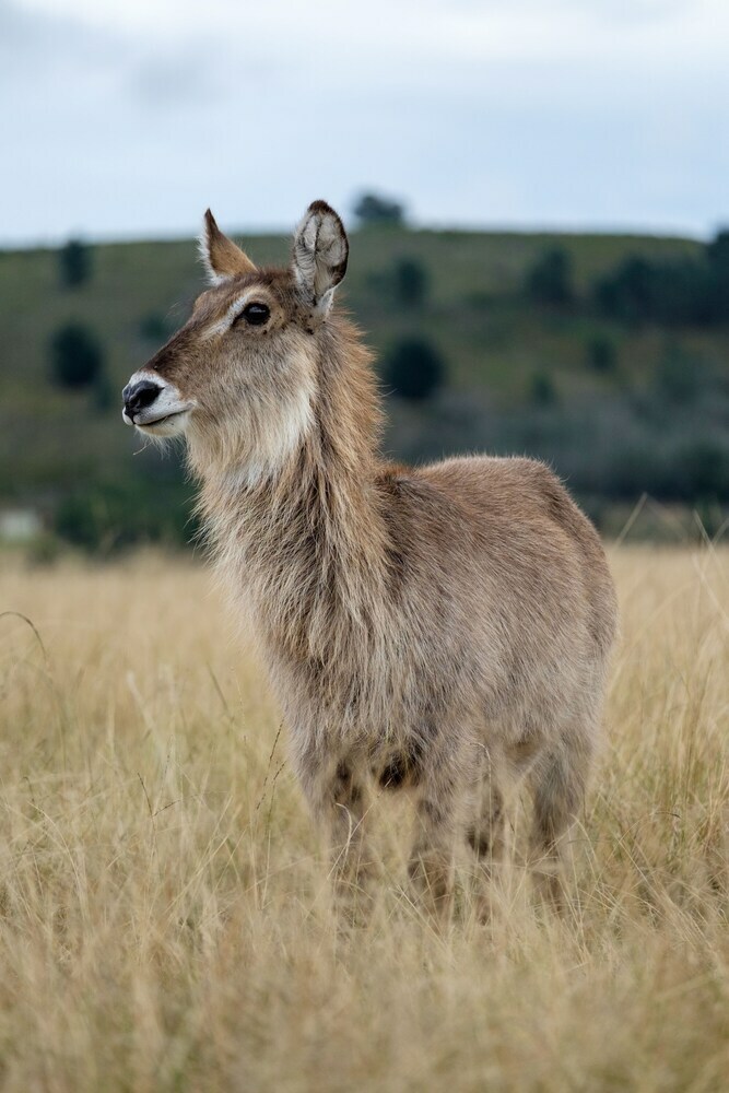 Hotel Plettenberg Bay Game Reserve