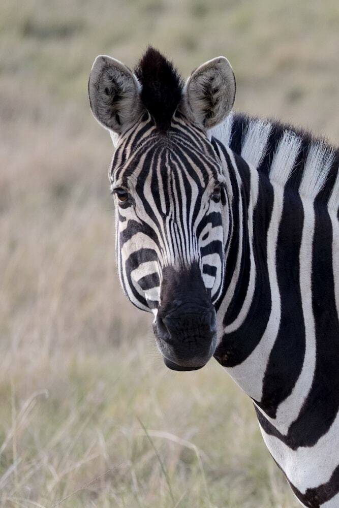 Hotel Plettenberg Bay Game Reserve