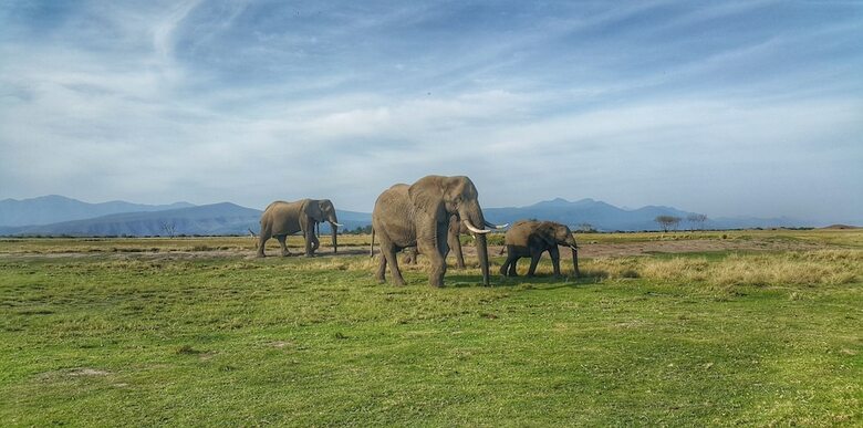 Hotel Plettenberg Bay Game Reserve