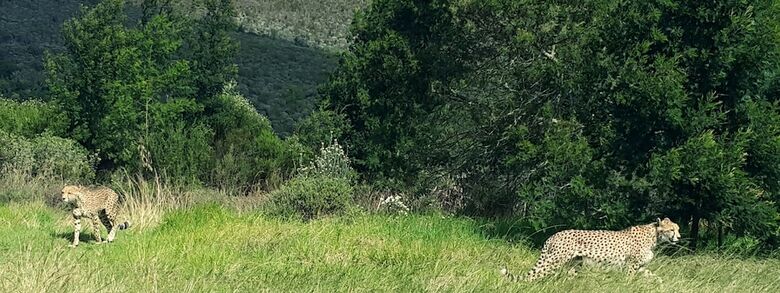 Hotel Plettenberg Bay Game Reserve