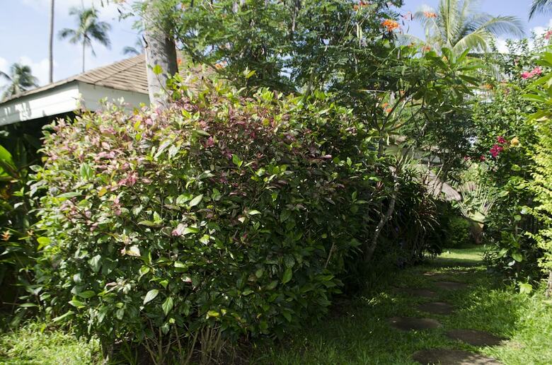 Hotel Orchid Lodge