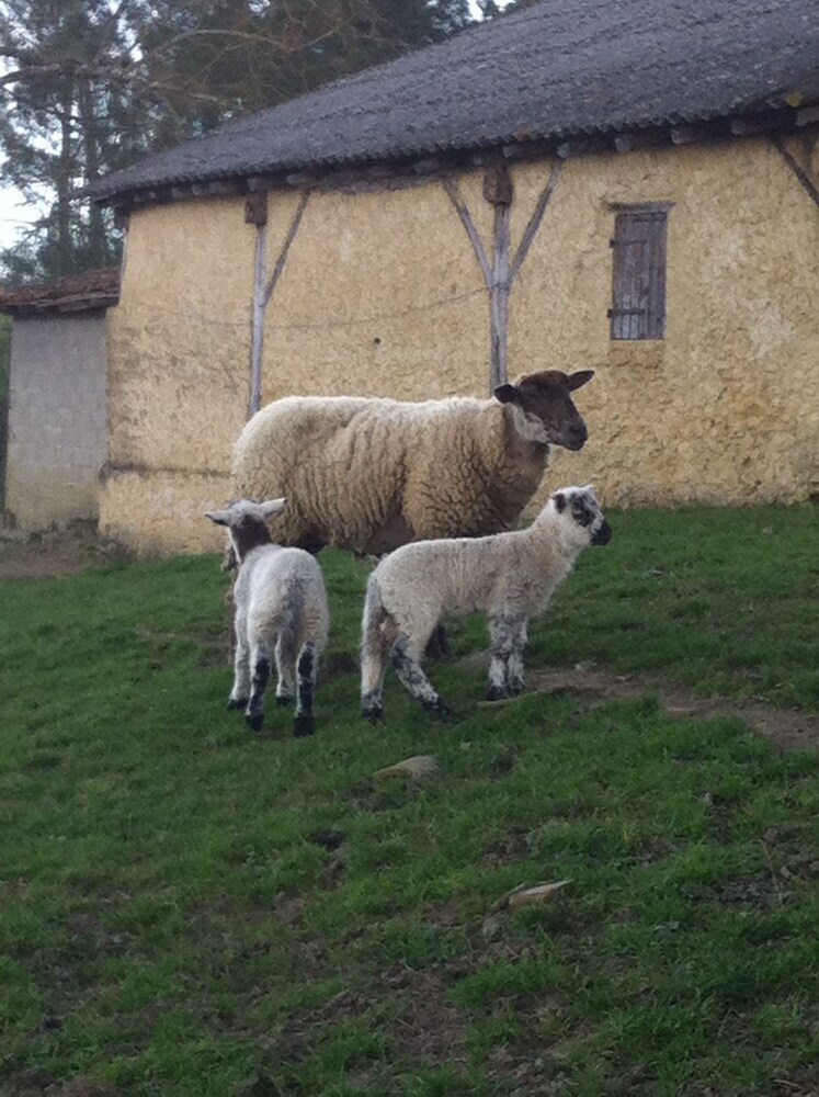 Bed & Breakfast Au Petit Bernerot