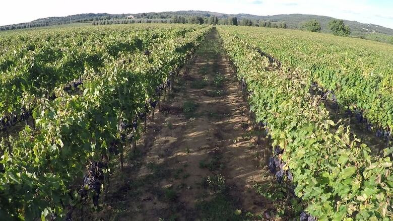 Agroturismo Antica Grancia Di Quercecchio