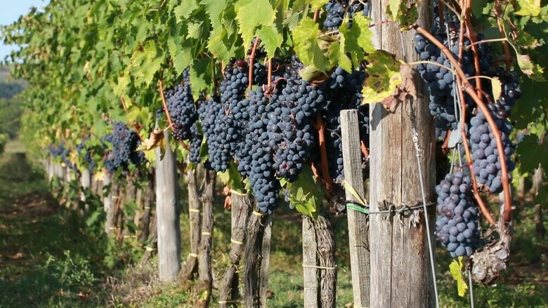 Agroturismo Antica Grancia Di Quercecchio
