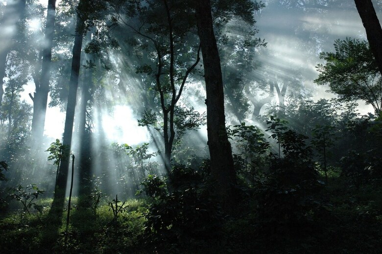 Hotel Ama Plantation Trails , Coorg