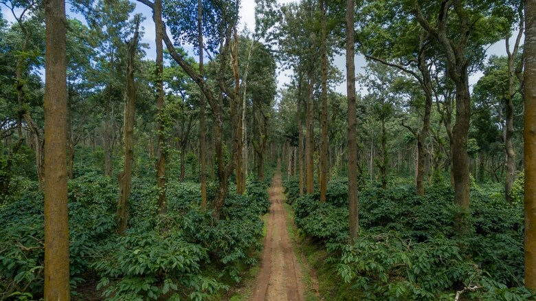 Hotel Ama Plantation Trails , Coorg