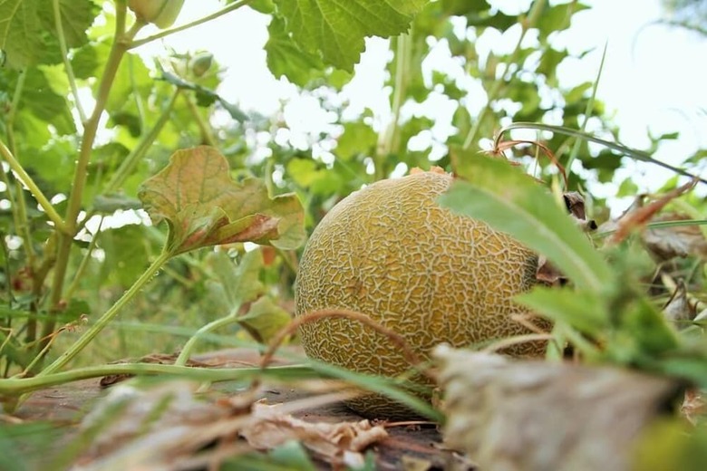 Agroturismo Marrakesh Organics