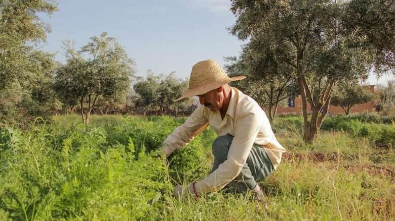 Agroturismo Marrakesh Organics