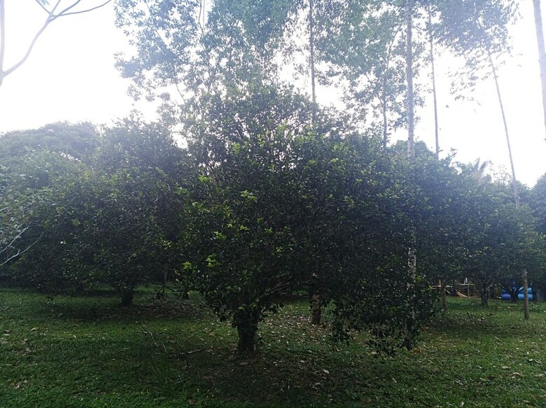 Posada Tierralinda Finca Cottage