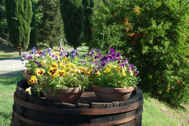 Agroturismo Borgo Del Senatore