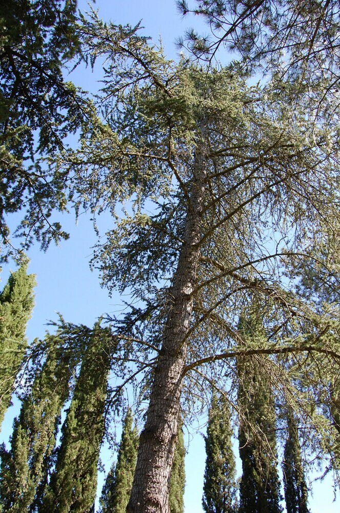 Agroturismo Borgo Del Senatore