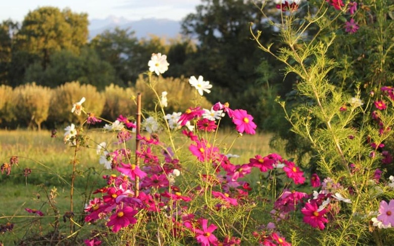 Bed & Breakfast Maison Millag�