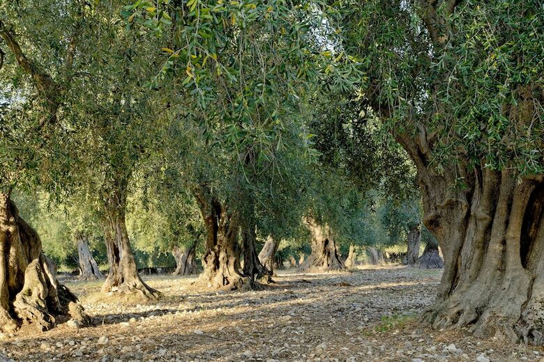 Agroturismo Masseria Le Macine